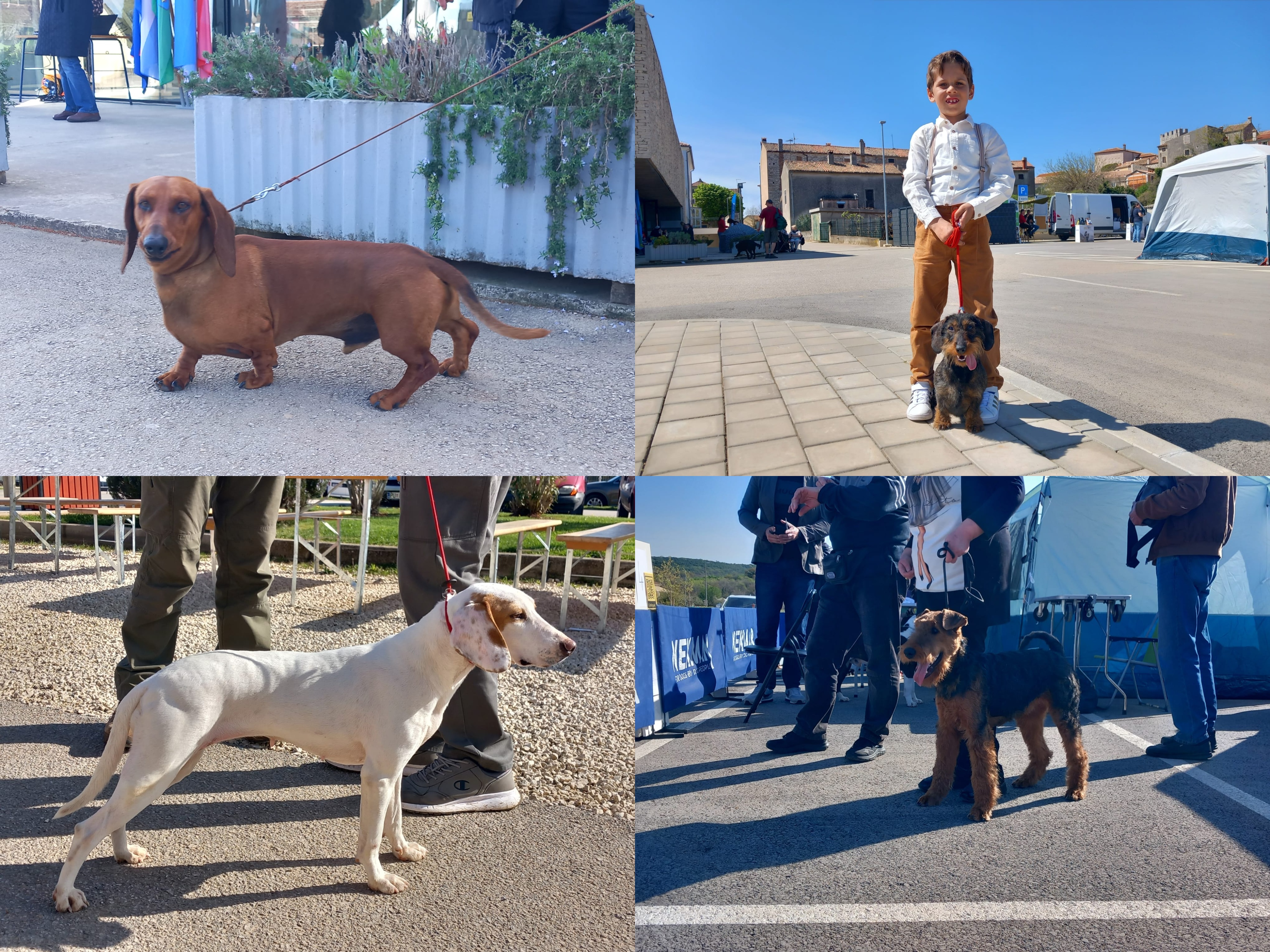 NAJSLAĐA FOTOGALERIJA Još uvijek stignete na izložbu pasa u Balama!